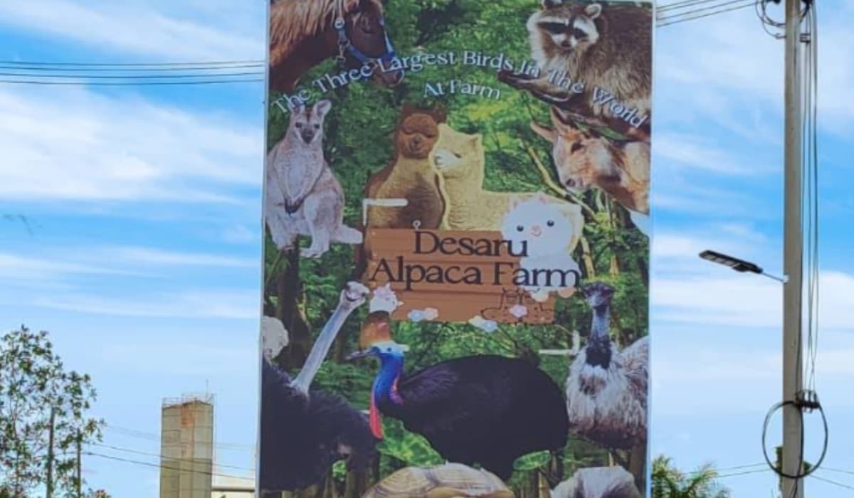 Desaru Alpaca Farm Cover